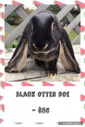 Velveteen english lop babies for sale