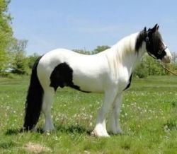 Gypsy Vanner Horse For Sale