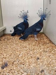 Pair of Victoria crowned pigeons