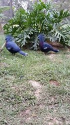 Victoria Crown Pigeons For Sale