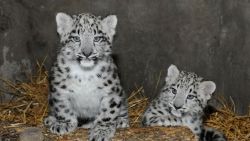 Tamed Snow Leopard Cubs .. Text (xxx) xxx-xxx1