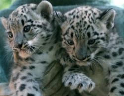 Tamed Snow Leopard Cubs .. Text (xxx) xxx-xxx1