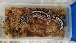 Female leopard gecko and setup for sale