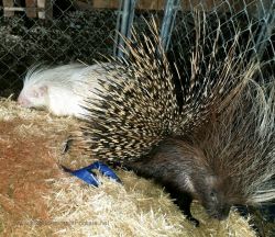 Albino African Crested Porcupine Pair for sale