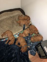 7 Purebred Vizsla puppies