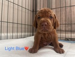 Vizsla puppies -5 Females and 5 males