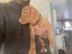Male Vizsla puppy available