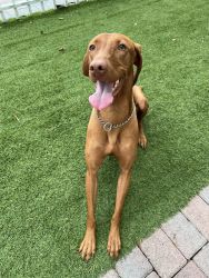 Purebred Vizsla in need of a good home