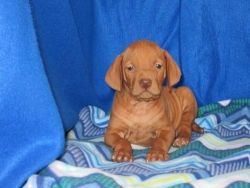 Outstanding Vizsla puppies For New Homes