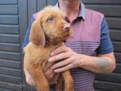 two lovely viza puppies for sale