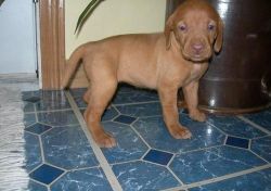 Cute and Lovely Vizsla Puppies