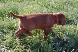 AKC Vizsla in need of a lovely home