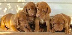 Cute Vizsla Puppies Available xxx-xxx-xxxx