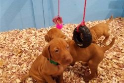 Vizsla puppies for sale