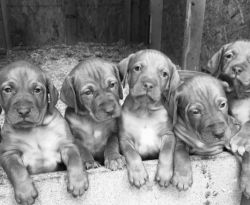 Champion Bloodline Vizlsa Puppies For Sale