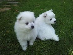 12 weeks old Volpino Italiano Puppies