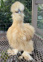 Bearded Silkie Rooster
