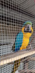 blue and gold macaws for sale or trade 6000 for the pair unconfirmed f