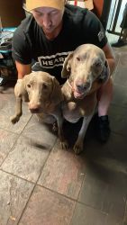 Champion blood line weimaraner puppies