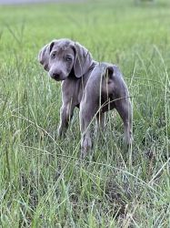 CKC Silver gray Weimaraner puppy