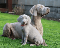 Stunning playful litter of Weimaraner puppies.