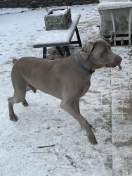 Two year old Weimaraner Male