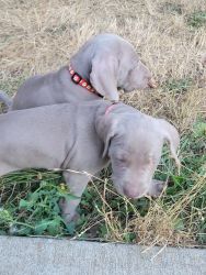 Weimaraner puppies -6 weeks