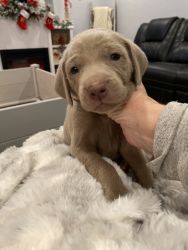 Weim puppies available in Ohio.