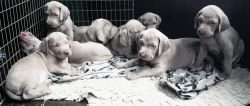 Beautiful Weimaraner Puppies Kc Registered