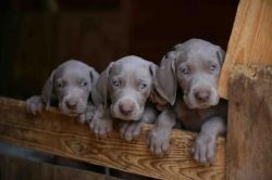 Weimaraner Puppies