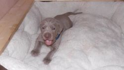 Weimaraner puppies for adoption