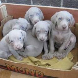 Akc Female And Female Weimaraner Puppies For Sale