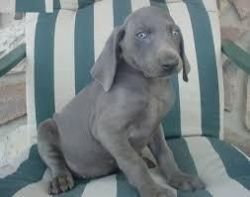 Beautiful Weimaraner Puppy for Sale