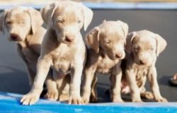Sweet Weimaraner puppies for sale