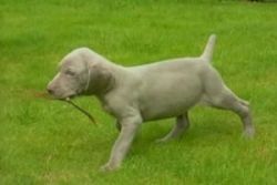 Purebred Weimaraners Puppies for Sale