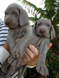 Beautiful Weimaraner Puppies