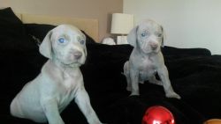 Silver-grey Weimaraner Puppies for Sale.
