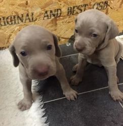 Two Happy Weimaraner Puppies
