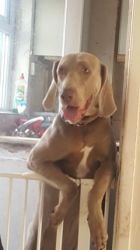 My Weimaraner Puppies Looking For A New Home