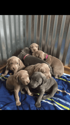 Weimaraner puppies for sale