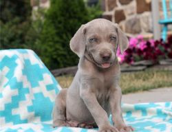 AKC Male and Female Weimaraner Puppies for pet lovers