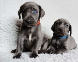 Female Blue Weimaraner Puppy