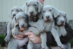 ACA Weimaraner puppies available now!,text us on (xxx)-xxx-xxxx