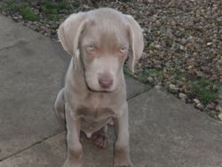 Cute Silver Weimaraner Puppies for Sale