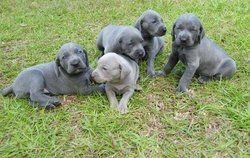 Purebred Weimaraner puppies Ready Silver and Blue