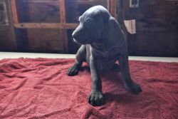 AKC Weimaraner Puppies for Christmas