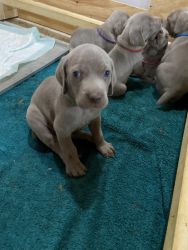 Beautiful puppies looking for a new home