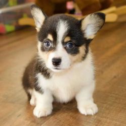 Quality Welsh Corgi Puppies For Sale