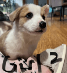 Pembroke Welsh Corgi Puppies Ready for Forever Home This Week