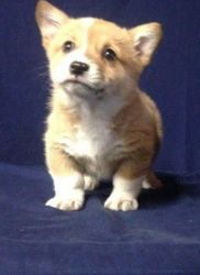 Welsh corgi puppies for re homing.